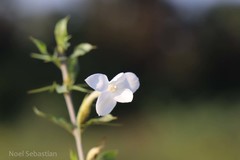 Barleria noctiflora